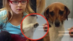 Una niña visitó a una perrera y vio algo que no veían los adultos.